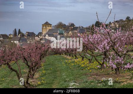 CHAMP de pêchers fleuris au printemps Stockfoto