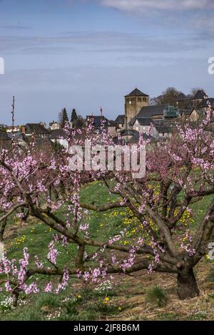 CHAMP de pêchers fleuris au printemps Stockfoto