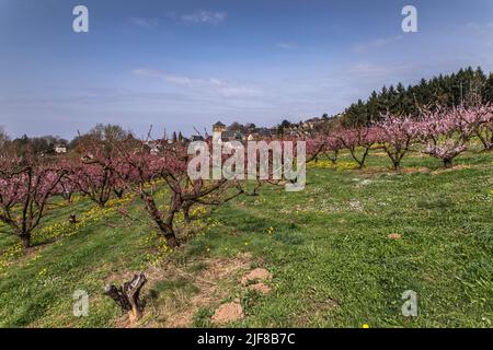 CHAMP de pêchers fleuris au printemps Stockfoto