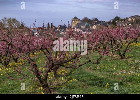 CHAMP de pêchers fleuris au printemps Stockfoto