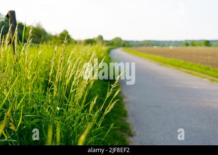 Asphalt Straßenpanorama in den Feldern Landseite am sonnigen Frühlingstag Stockfoto