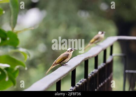 Ein selektiver Fokus eines lichtdurchflutet bulbul auf einem Geländer thront Stockfoto