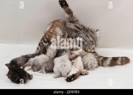 Die gefleckte Katze der britischen Faltenrasse füttert viele nicht übereinstimmende Kätzchen. Familie. Selektiver Fokus Stockfoto