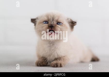 Ein kleines weißes Kätzchen aus farbiger Kurzhaarfarbe liegt auf dem Boden und schreit, zeigt Babyzähne. Selektiver Fokus Stockfoto