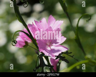 Fantastische rosa Blüte einer Malve (Malva moschata) in einem Garten in Ottawa, Ontario, Kanada. Stockfoto