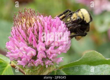 Gelbe Bumble Biene (Bombus vosnesenskii) auf roter Kleeblüte Stockfoto