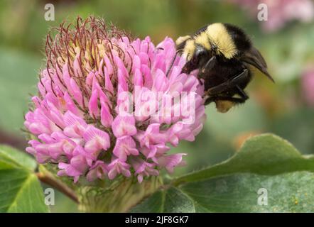 Gelbe Bumble Biene (Bombus vosnesenskii) auf roter Kleeblüte Stockfoto