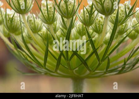 Detail des Blütenkopfes der Wilden Karotte (Daucus carota) Stockfoto