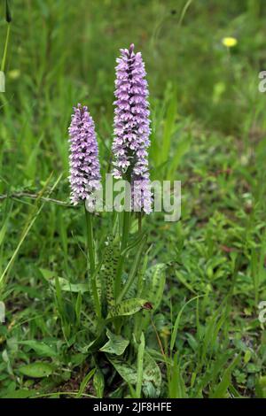 Gewöhnliche Orchideen (Dactylorhiza Fuchsii) Howell Hill Nature Reserve Surrey England Stockfoto
