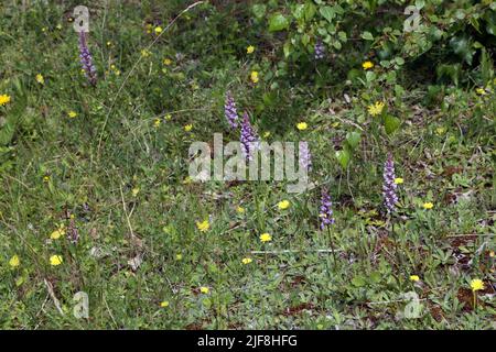 Gewöhnliche Orchideen (Dactylorhiza Fuchsii) Howell Hill Nature Reserve Surrey England Stockfoto