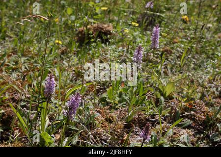 Gewöhnliche Orchideen (Dactylorhiza Fuchsii) Howell Hill Nature Reserve Surrey England Stockfoto