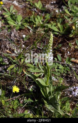 White Common Spotted Orchids (Dactylorhiza Fuchsii) Howell Hill Nature Reserve Surrey England Stockfoto