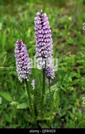 Gewöhnliche Orchideen (Dactylorhiza Fuchsii) Howell Hill Nature Reserve Surrey England Stockfoto