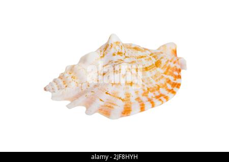 Meeresmuschel isoliert auf weißem Hintergrund. Nahaufnahme der Muschel von oben. Stockfoto