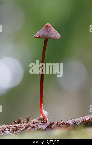 Die Saffrondrop-Haube, Mycena crocata, zeigt die charakteristische orange 'Blutung', besonders wenn sie an der Kappe oder am Stiel beschädigt ist (Stipe). Stockfoto