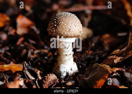 Die tödliche Panther Cap (Amanita pantherina) mit ihren charakteristischen weißen Schuppen auf der Kappe enthält ähnliche Giftstoffe wie der berüchtigte Death Cap Pilz Stockfoto