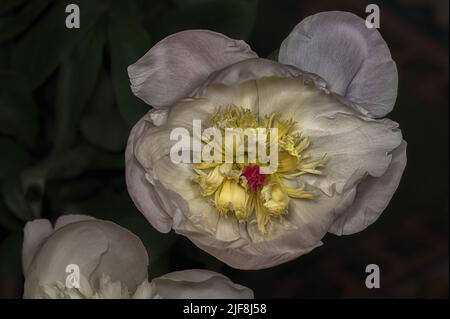Nahaufnahme einer Pfingstrose in einem Norfolk-Garten in Großbritannien. Stockfoto