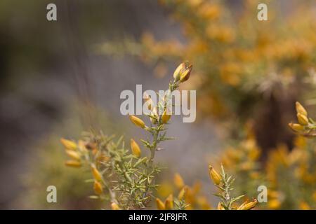 Eine Nahaufnahme von gelben Blumen mit viel Detail und Textur. Stockfoto