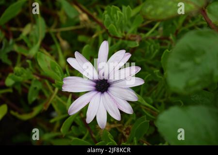 Eine Nahaufnahme einer hellvioletten afrikanischen Gänseblümchen mit Wassertropfen auf ihren Blütenblättern in einem Garten Stockfoto