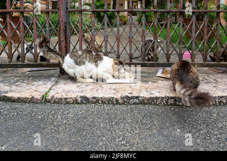 Verlassene Katzen an einem privaten Ort gesehen. Stadt Salvador im brasilianischen Bundesstaat Bahia. Stockfoto