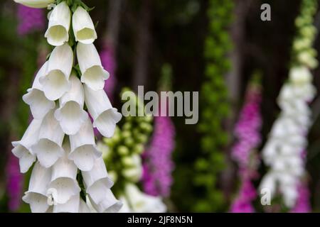 Nahaufnahme eines weißen Foxglove (Digitalis) auf einer Wiese mit weichem Fokus lila und weißen Foxhandschuhen im Hintergrund. Stockfoto