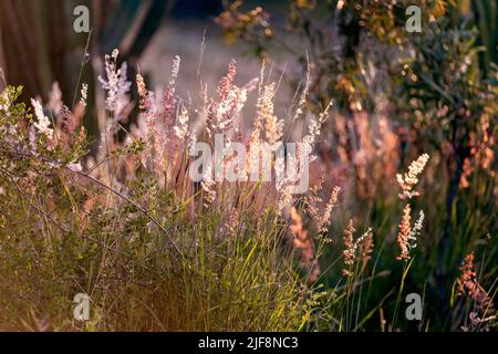 Gras und Unkraut werden durch das Sonnenlicht am späten Nachmittag beleuchtet, das einen rosa Glanz auf die Vegetation ausstrahlt. Stockfoto