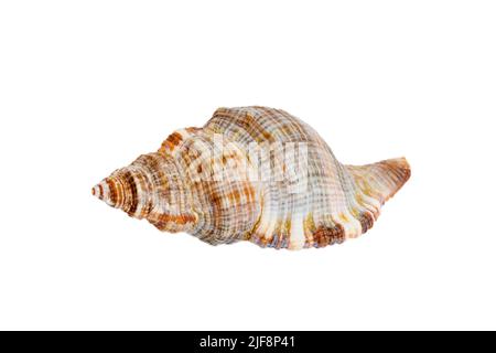 Meeresmuschel isoliert auf weißem Hintergrund. Nahaufnahme der Muschel von oben. Stockfoto