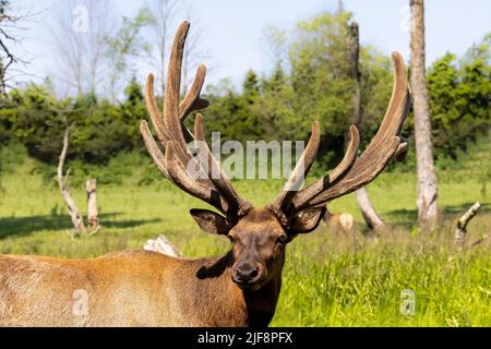 Der Elch (Cervus canadensis), auch als Wapiti bekannt, ein großer Elch - Wapiti mit riesigen Geweihen in Samt Stockfoto