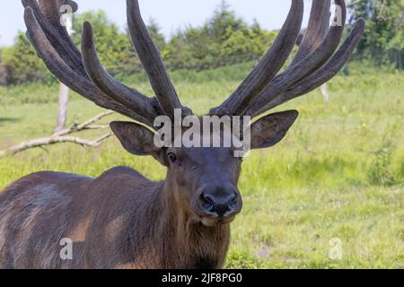 Der Elch (Cervus canadensis), auch als Wapiti bekannt, ein großer Elch - Wapiti mit riesigen Geweihen in Samt Stockfoto