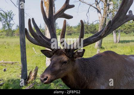 Der Elch (Cervus canadensis), auch als Wapiti bekannt, ein großer Elch - Wapiti mit riesigen Geweihen in Samt Stockfoto