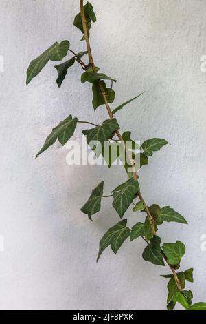 goldene efeutute vermehren Epipremnum aureum kaufen – Goldene Efeutute – MO BLUMEN