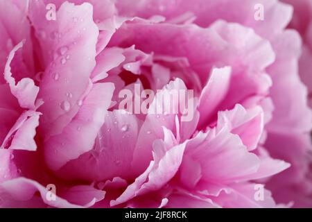 Nahaufnahme einer wunderschönen rosa Pfingstrose, Pastellfarben, Makroaufnahme Stockfoto