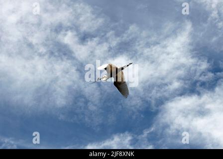 Ein Reiher (Ardea alba) mit Nistmaterial in Sydney, NSW, Australien (Foto: Tara Chand Malhotra) Stockfoto