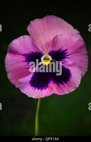 Eine rosa und violette Pansy -Viola x wittrockiana- Blume in sanfter dunkelgrüner Stimmungsbeleuchtung; aufgenommen in einem Studio Stockfoto