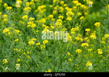 Rapsgelbe Blüten auf der Wiese Nahaufnahme selektiver Fokus Stockfoto