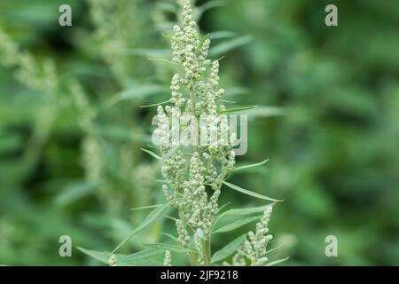 Flowering chenopodium Album, wilder Spinat Nahaufnahme selbstvoller Fokus Stockfoto