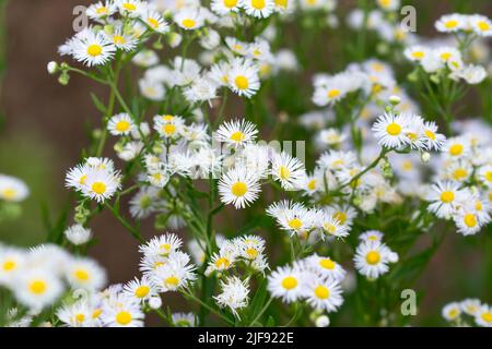 Erigeron annuus, einjährige, fleabanweiße Blüten in Wieseninnsel selektiver Fokus Stockfoto