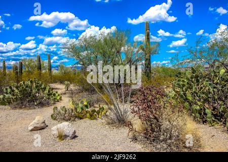 Verschiedene Arten Von Kakteen Auf Dem Arizona Desert Floor Stockfoto