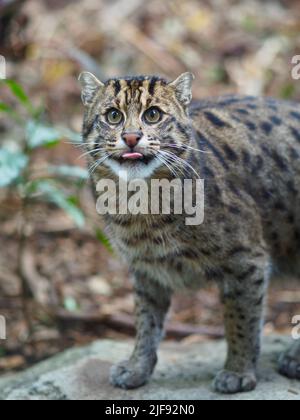 Splendid schillernde Fishing Cat mit einem intensiven Blick und prächtigen Mantel. Stockfoto