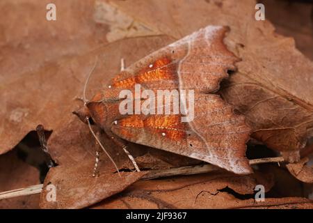 Detailreiche Nahaufnahme einer bunten, frisch aufgetauchten Herald-Motte, Scoliopteryx libatrix, die auf getrockneten Blättern sitzt Stockfoto