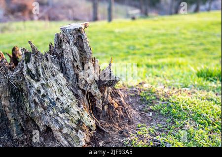 Alter verfaulender Baumstumpf, der Alter und Verfall von vielen Jahren zeigt. Stockfoto