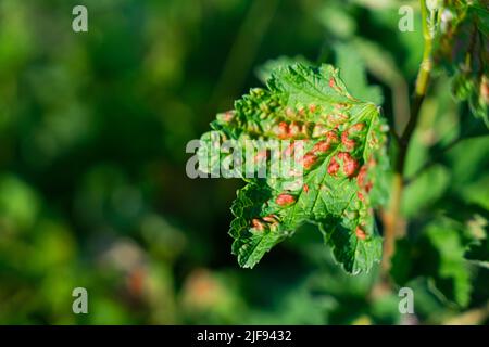 Blatt einer roten Johannisbeere der staunenden Blattpflanzen-Läuse. Hochwertige Fotos Stockfoto