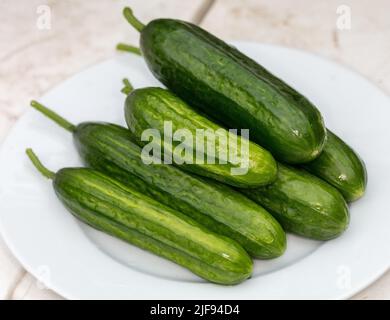 „Green Fingers F1“ Gurke, Gurka (Cucumis sativus) Stockfoto