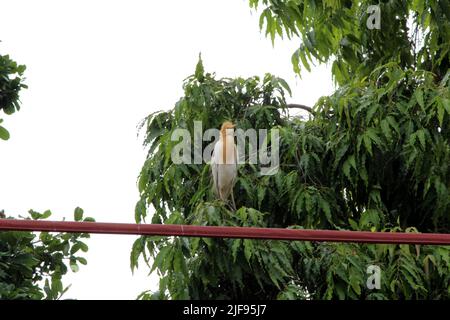 Einige Vögel Ente sitzen auf einem großen Baum Stockfoto