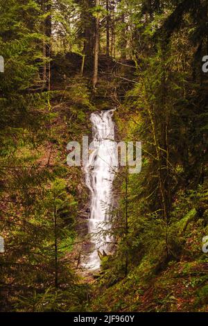 Verträumter kleiner lebhafter Gebirgsbach mit Wasserfall der Bourrique im Wald von Gérardmer, Vogesen, Frankreich Stockfoto