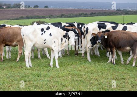 Eine Mischung aus Jersey- und Holstein-Milchkühen auf einer Weide in der südafrikanischen Provinz Eastern Cape Stockfoto