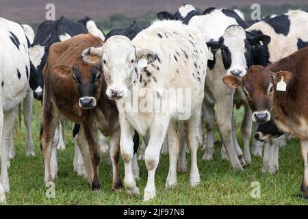 Eine Mischung aus Jersey- und Holstein-Milchkühen auf einer Weide in der südafrikanischen Provinz Eastern Cape Stockfoto