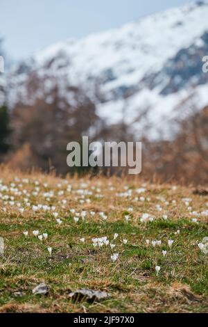 Eine Landschaft aus der Wiese von der "Weide" von "das Dorf Furi", einem kleinen Dörfchen in Zermatt, das für seine Skigebiete, Loipen, Restaurants und Hängebrücken bekannt ist. Der Stockfoto