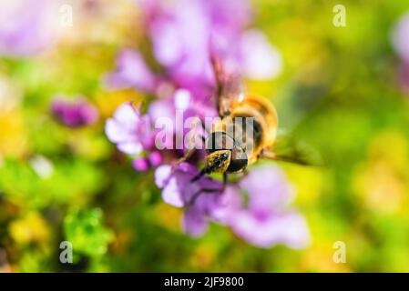 Gewöhnliche Drohne, Eristalis Tenax auf rosa Blüten Stockfoto