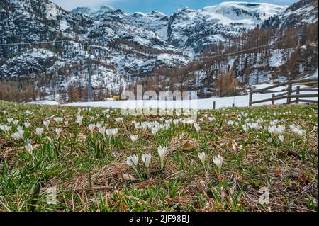 Eine Landschaft aus der Wiese von der "Weide" von "das Dorf Furi", einem kleinen Dörfchen in Zermatt, das für seine Skigebiete, Loipen, Restaurants und Hängebrücken bekannt ist. Der Stockfoto